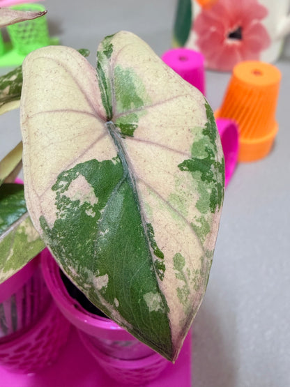 ALOCASIA YUCATAN PRINCESS PINK VARIEGATED