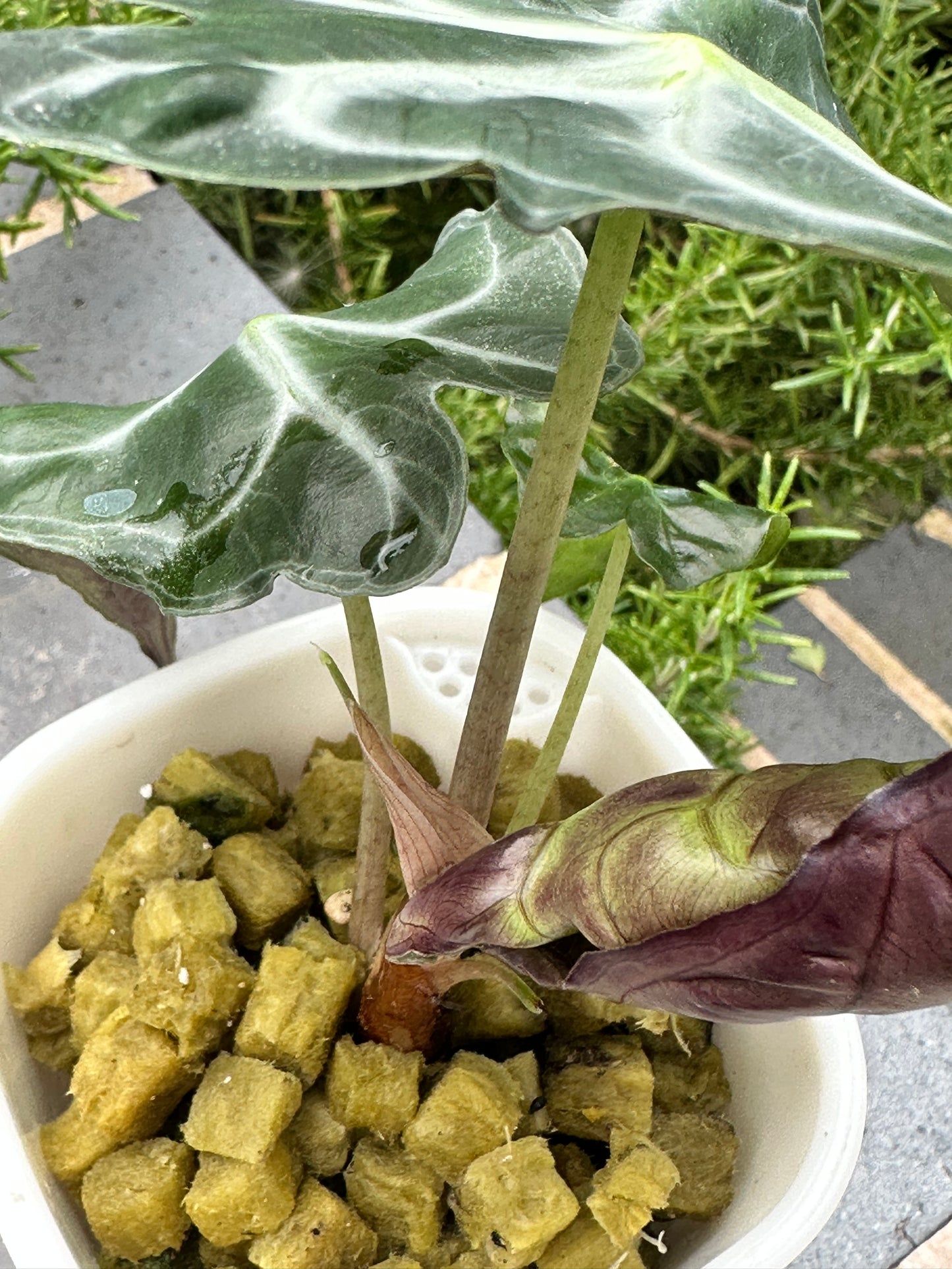 Alocasia Venom Pink
