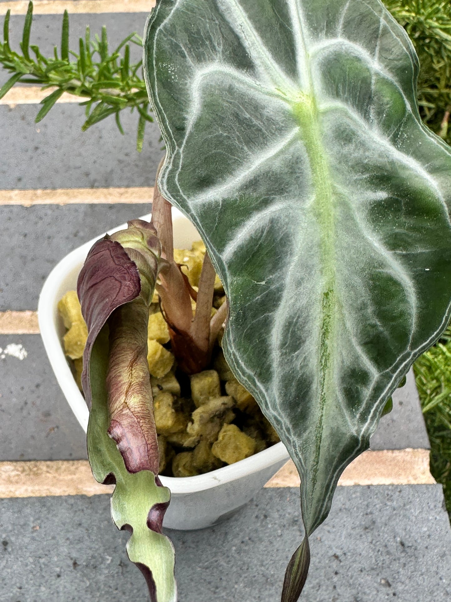 Alocasia Venom Pink