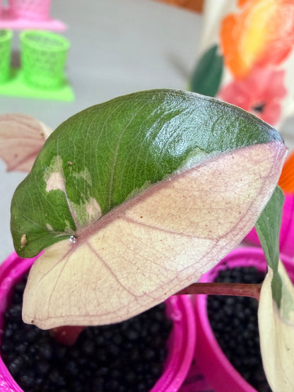 ALOCASIA YUCATAN PRINCESS PINK VARIEGATED