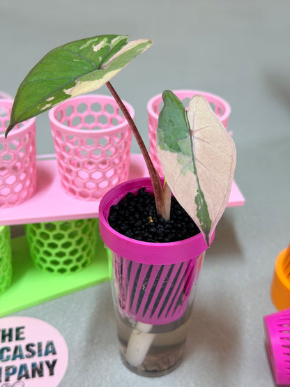 ALOCASIA YUCATAN PRINCESS PINK VARIEGATED