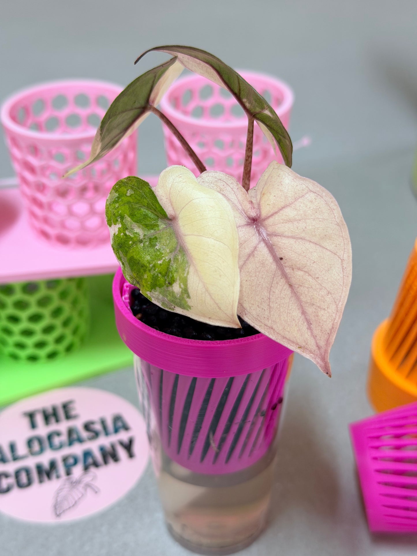 ALOCASIA YUCATAN PRINCESS PINK VARIEGATED