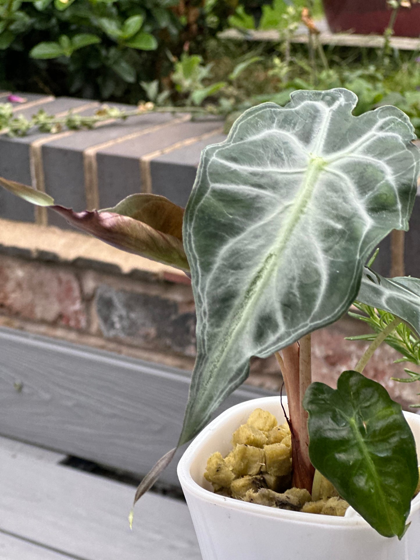 Alocasia Venom Pink