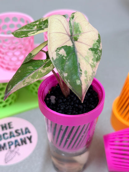 ALOCASIA YUCATAN PRINCESS PINK VARIEGATED