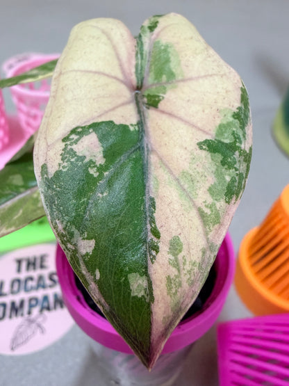 ALOCASIA YUCATAN PRINCESS PINK VARIEGATED