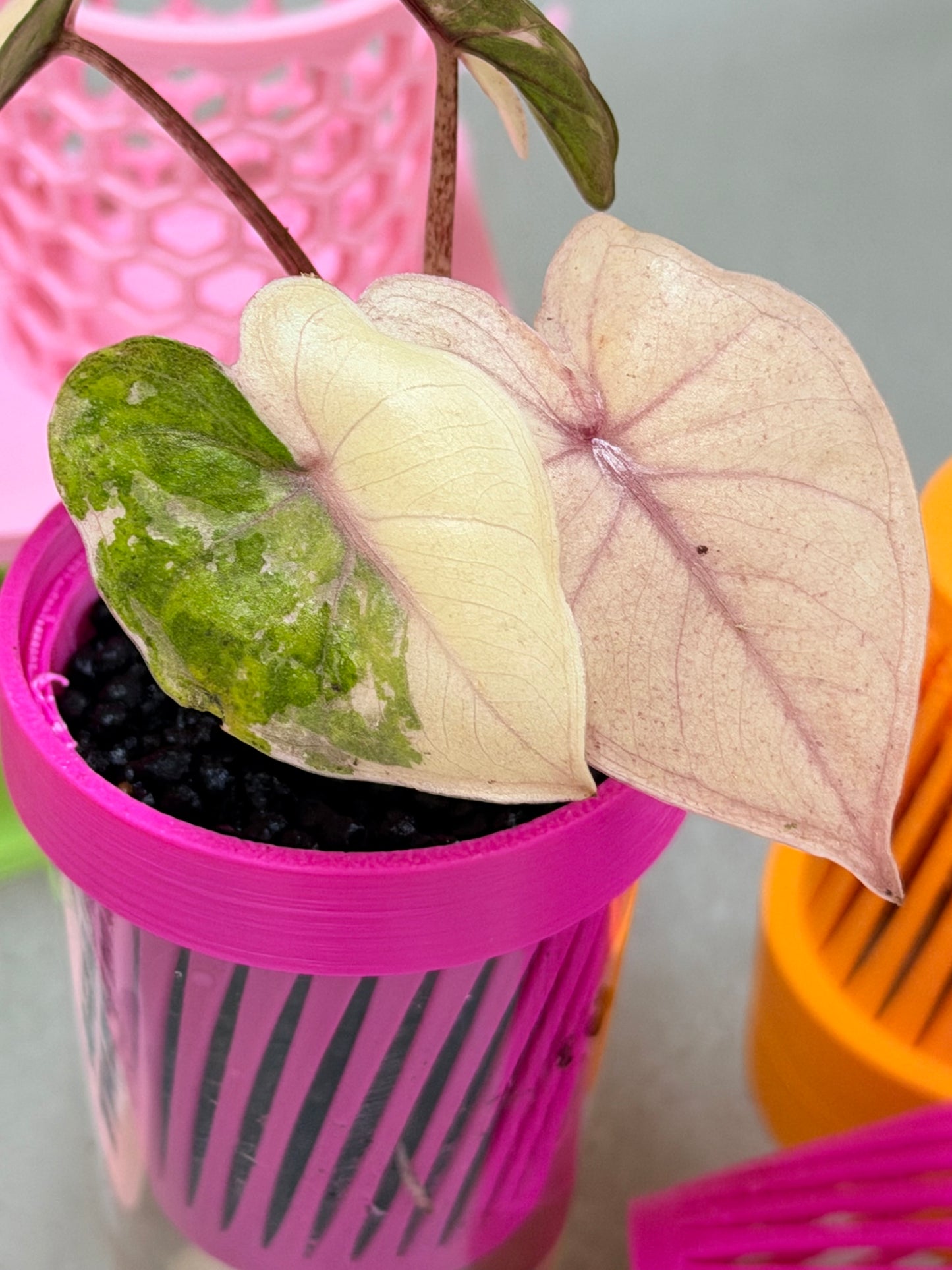 ALOCASIA YUCATAN PRINCESS PINK VARIEGATED