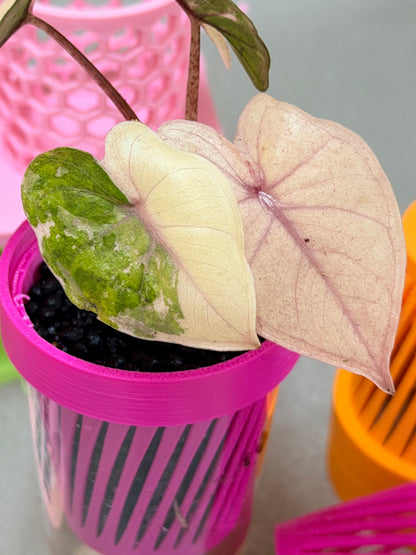 ALOCASIA YUCATAN PRINCESS PINK VARIEGATED