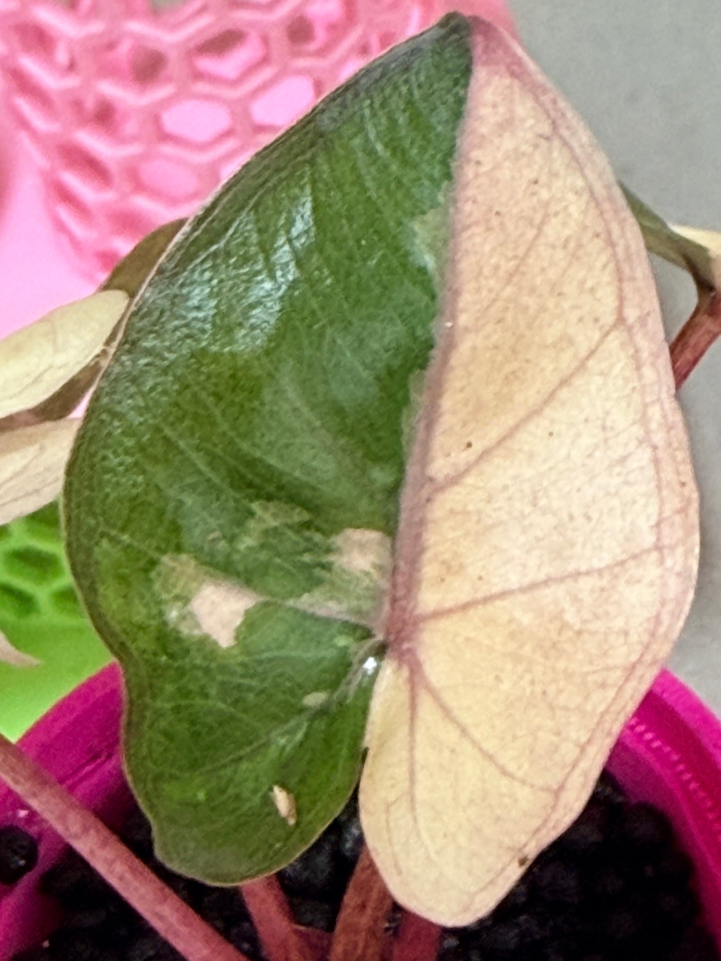 ALOCASIA YUCATAN PRINCESS PINK VARIEGATED
