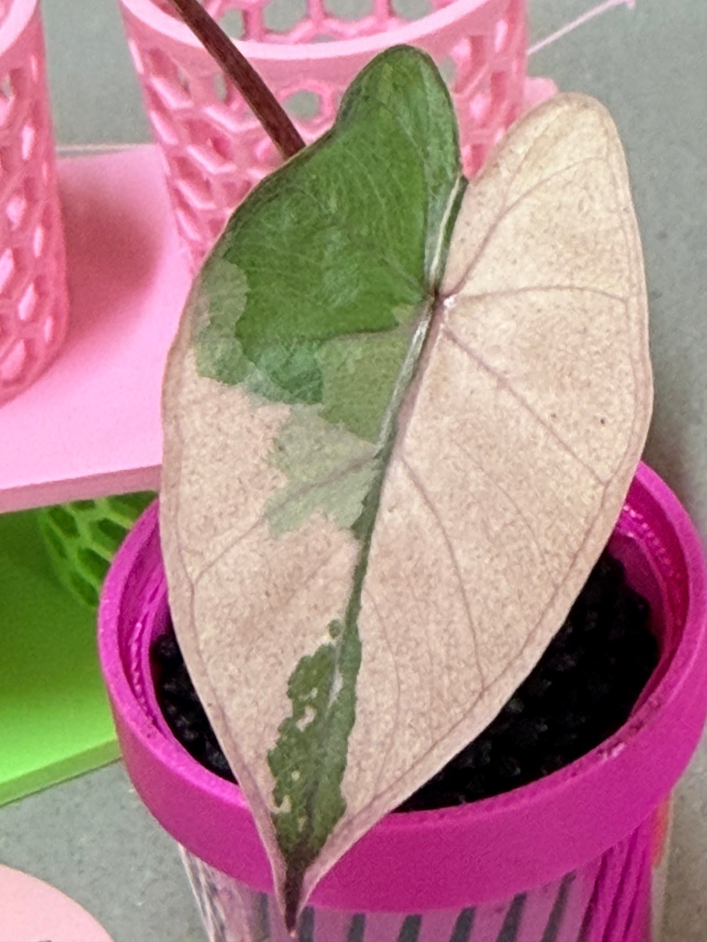 ALOCASIA YUCATAN PRINCESS PINK VARIEGATED