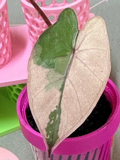ALOCASIA YUCATAN PRINCESS PINK VARIEGATED