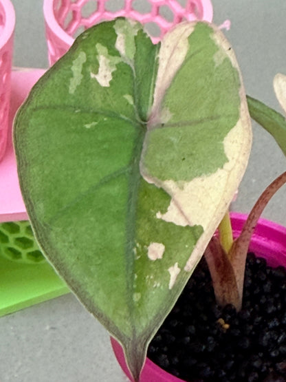 ALOCASIA YUCATAN PRINCESS PINK VARIEGATED