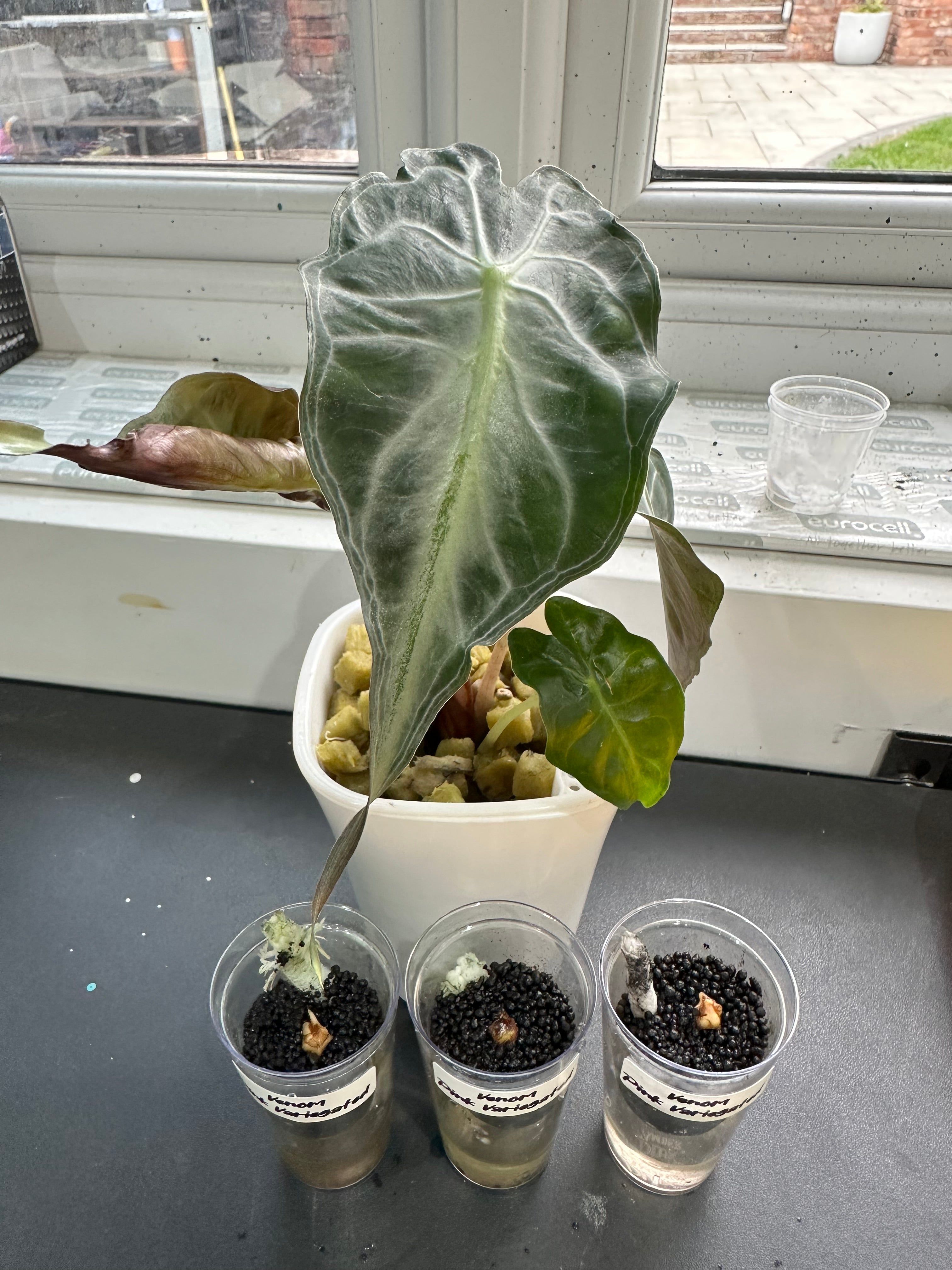 Alocasia Venom Pink Variegated | Buy Rare Pink Venom UK – The