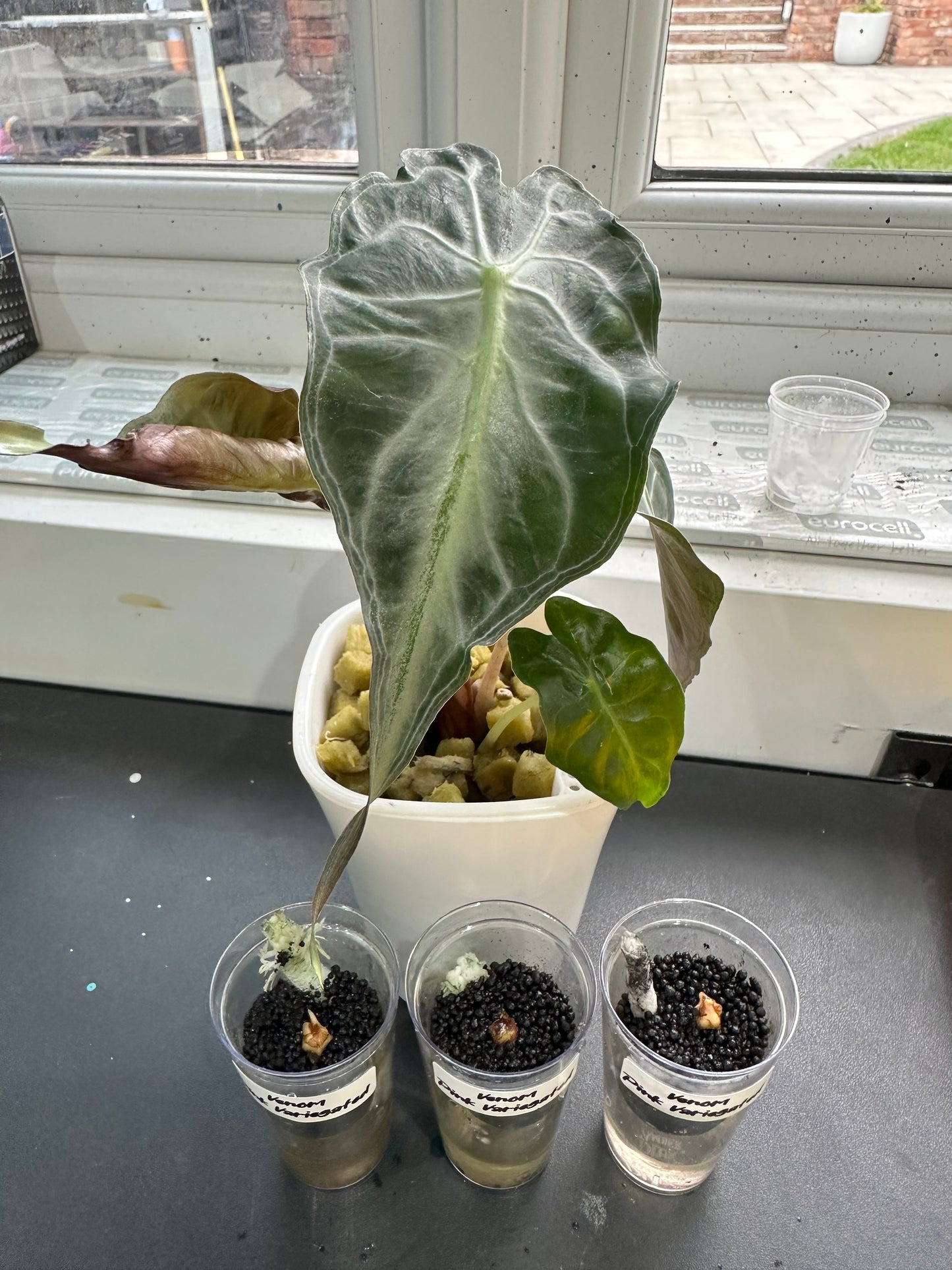 Alocasia Venom Pink