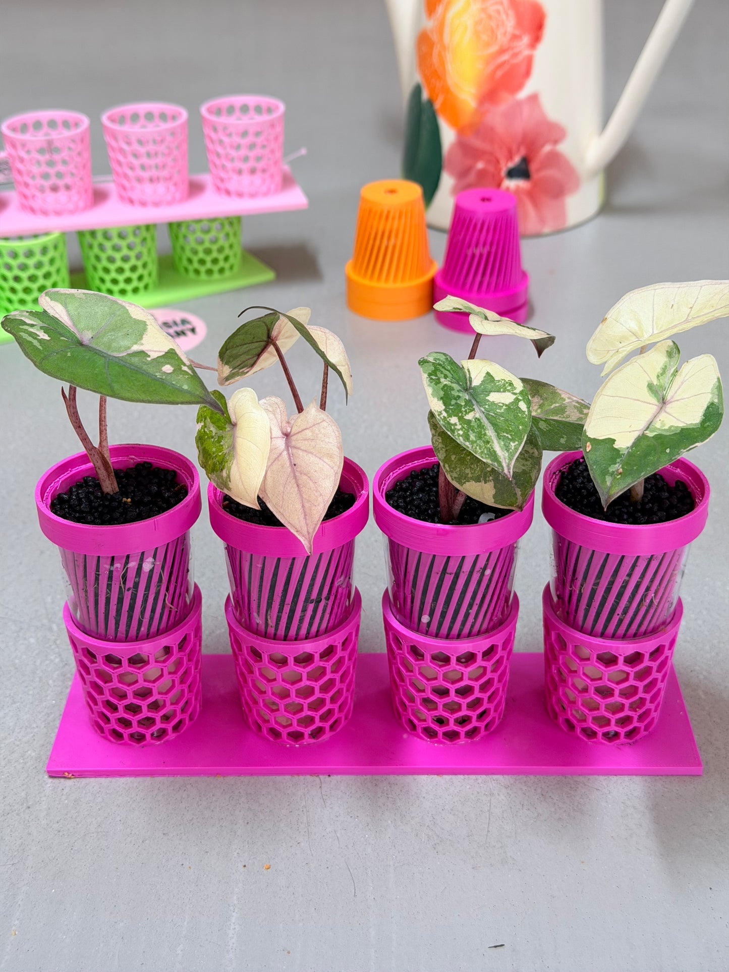 ALOCASIA YUCATAN PRINCESS PINK VARIEGATED