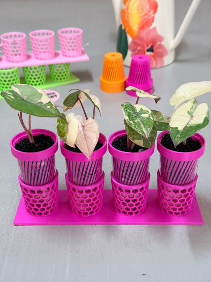 ALOCASIA YUCATAN PRINCESS PINK VARIEGATED