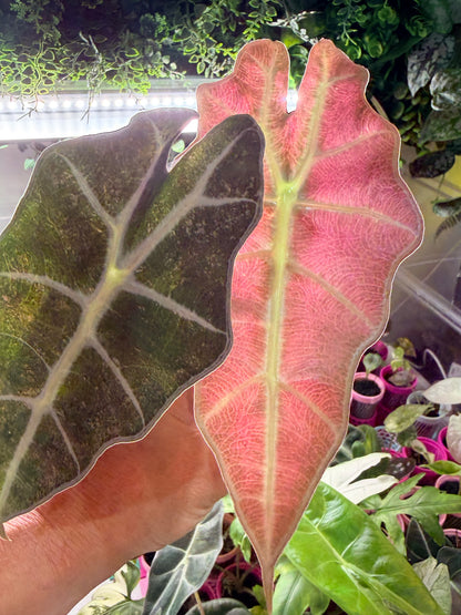 ALOCASIA POLLY GHOST VARIEGATED