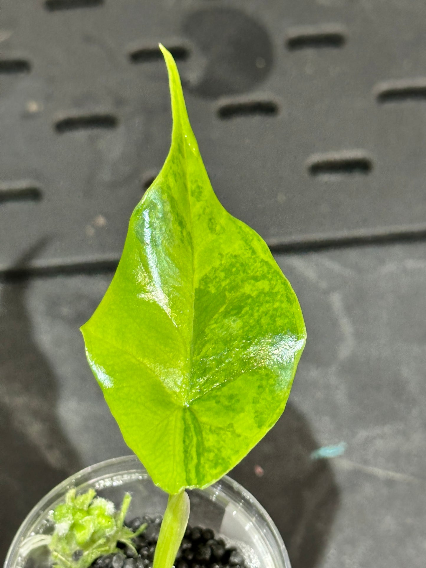 Alocasia Simpo Aurea