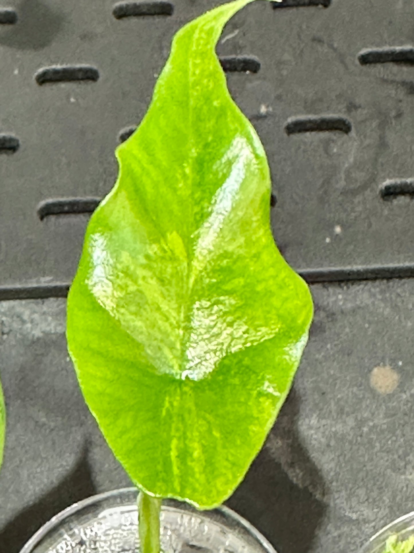 Alocasia Simpo Aurea