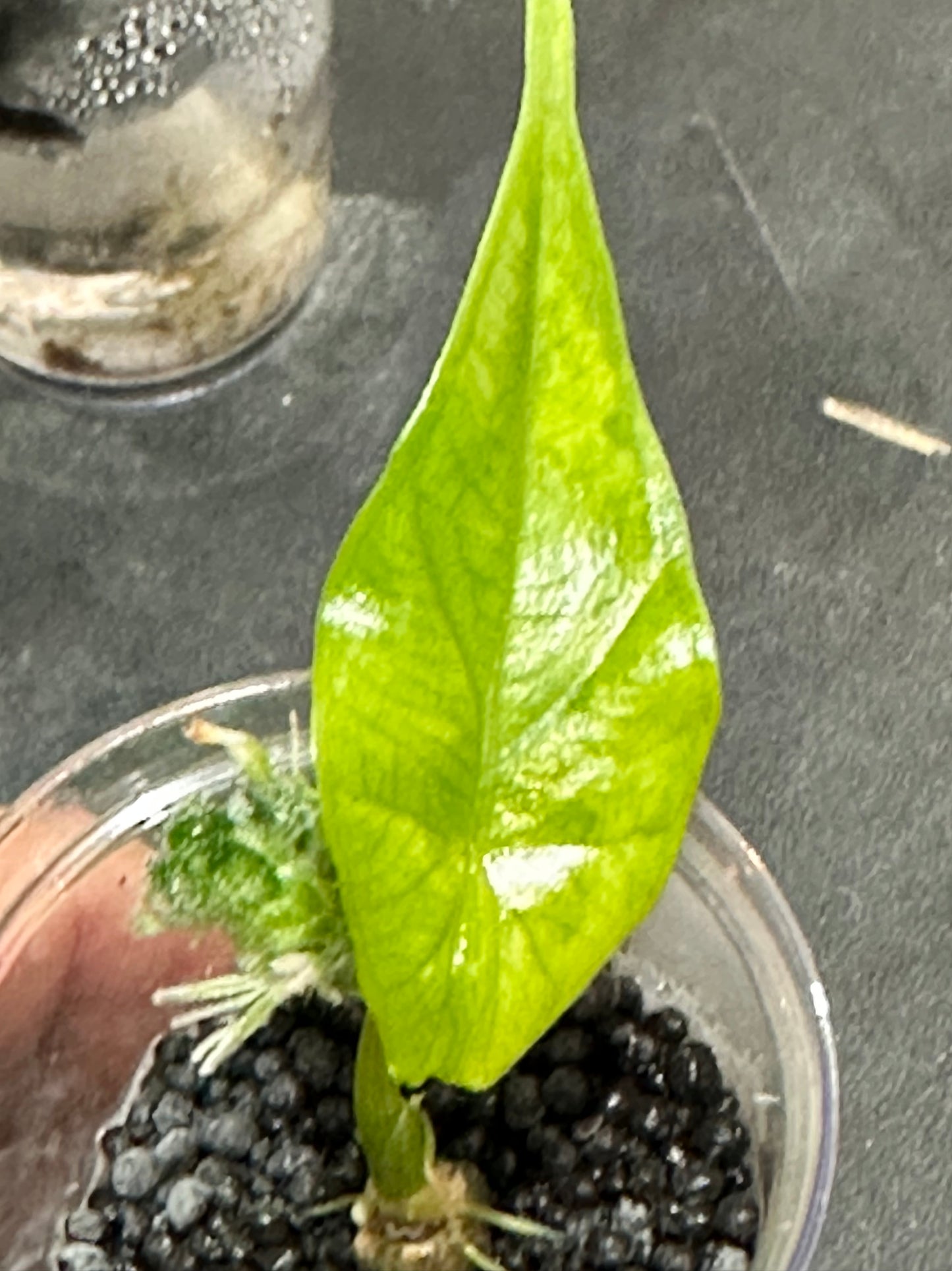Alocasia Simpo Aurea