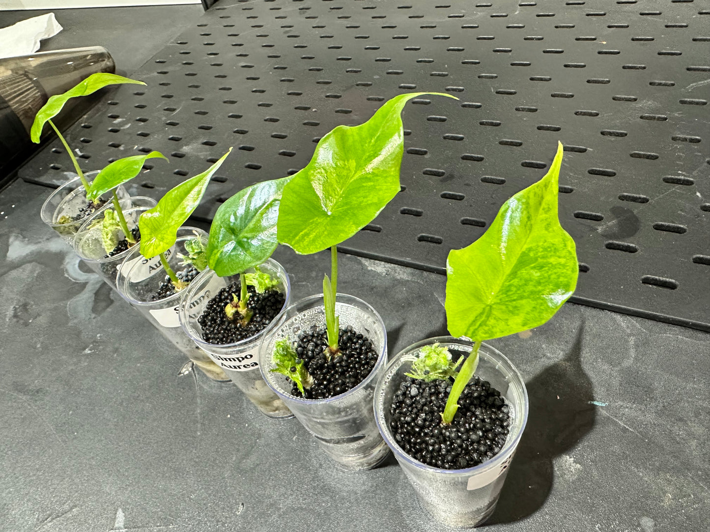 Alocasia Simpo Aurea