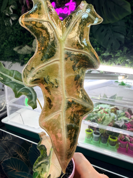 ALOCASIA SANDERIANA 'NOBLIS' PINK VARIEGATED