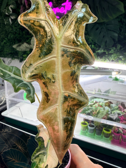 ALOCASIA SANDERIANA 'NOBILIS' K VERSION PINK VARIEGATED