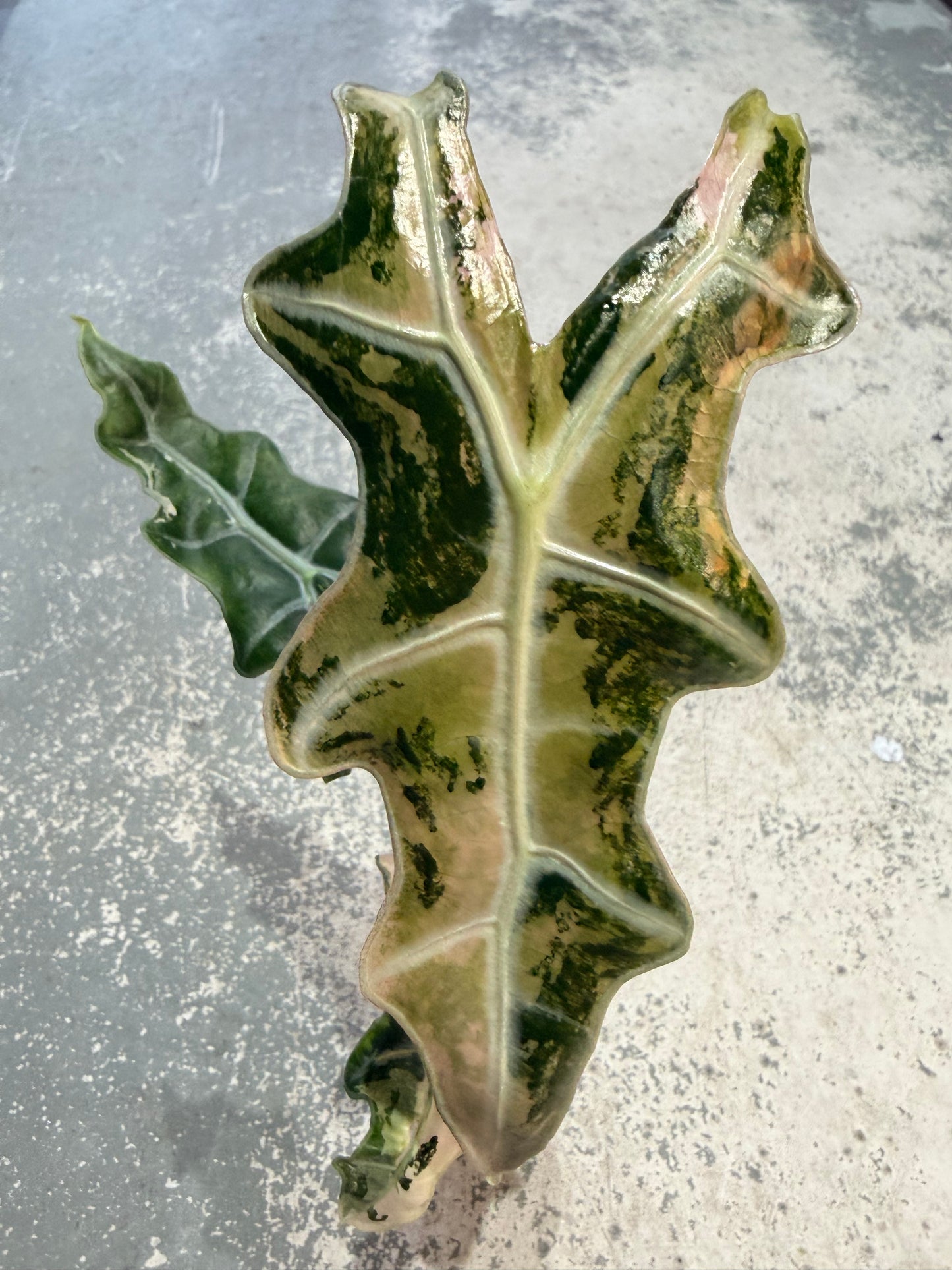 ALOCASIA SANDERIANA 'NOBLIS' PINK VARIEGATED