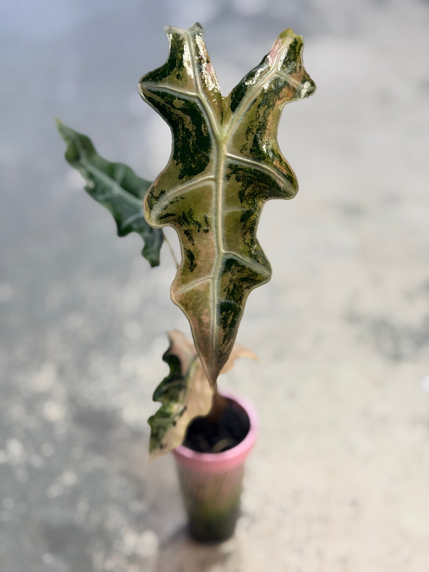 ALOCASIA SANDERIANA 'NOBILIS' K VERSION PINK VARIEGATED