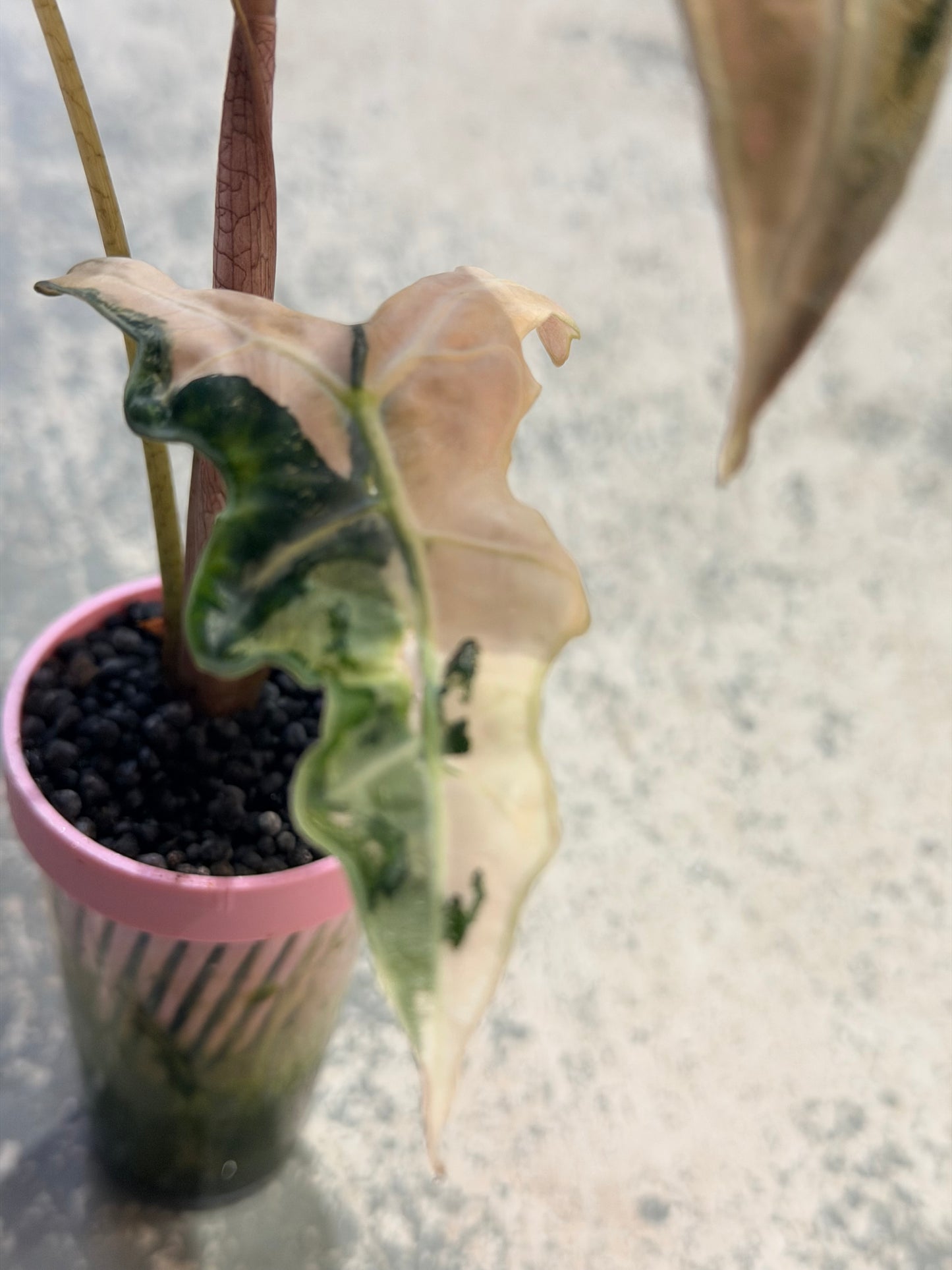 ALOCASIA SANDERIANA 'NOBILIS' K VERSION PINK VARIEGATED