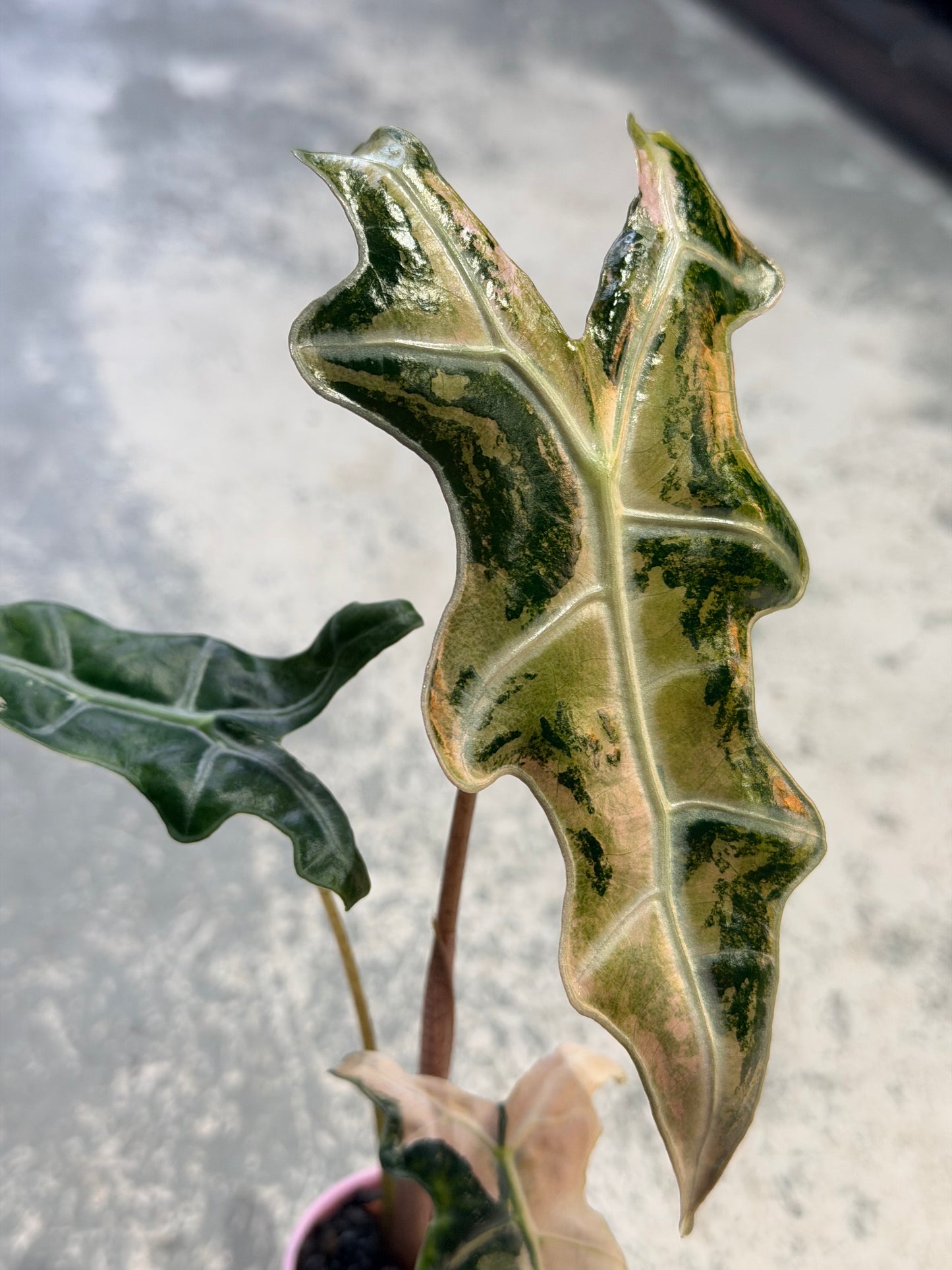 ALOCASIA SANDERIANA 'NOBILIS' K VERSION PINK VARIEGATED