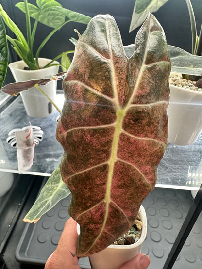 ALOCASIA LONGILOBA SATUN STARDUST