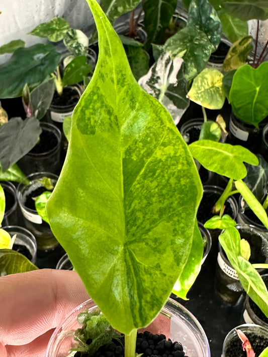 Alocasia Simpo Aurea