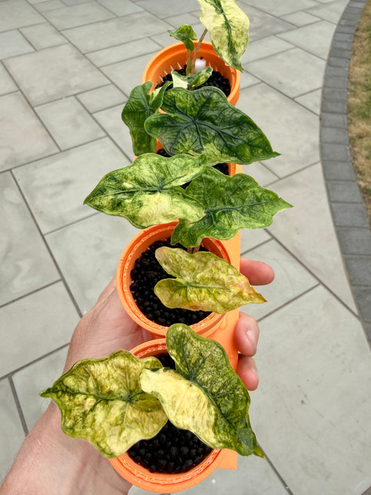 ALOCASIA TANDURUSA 'JACKLYN' MYSTIC