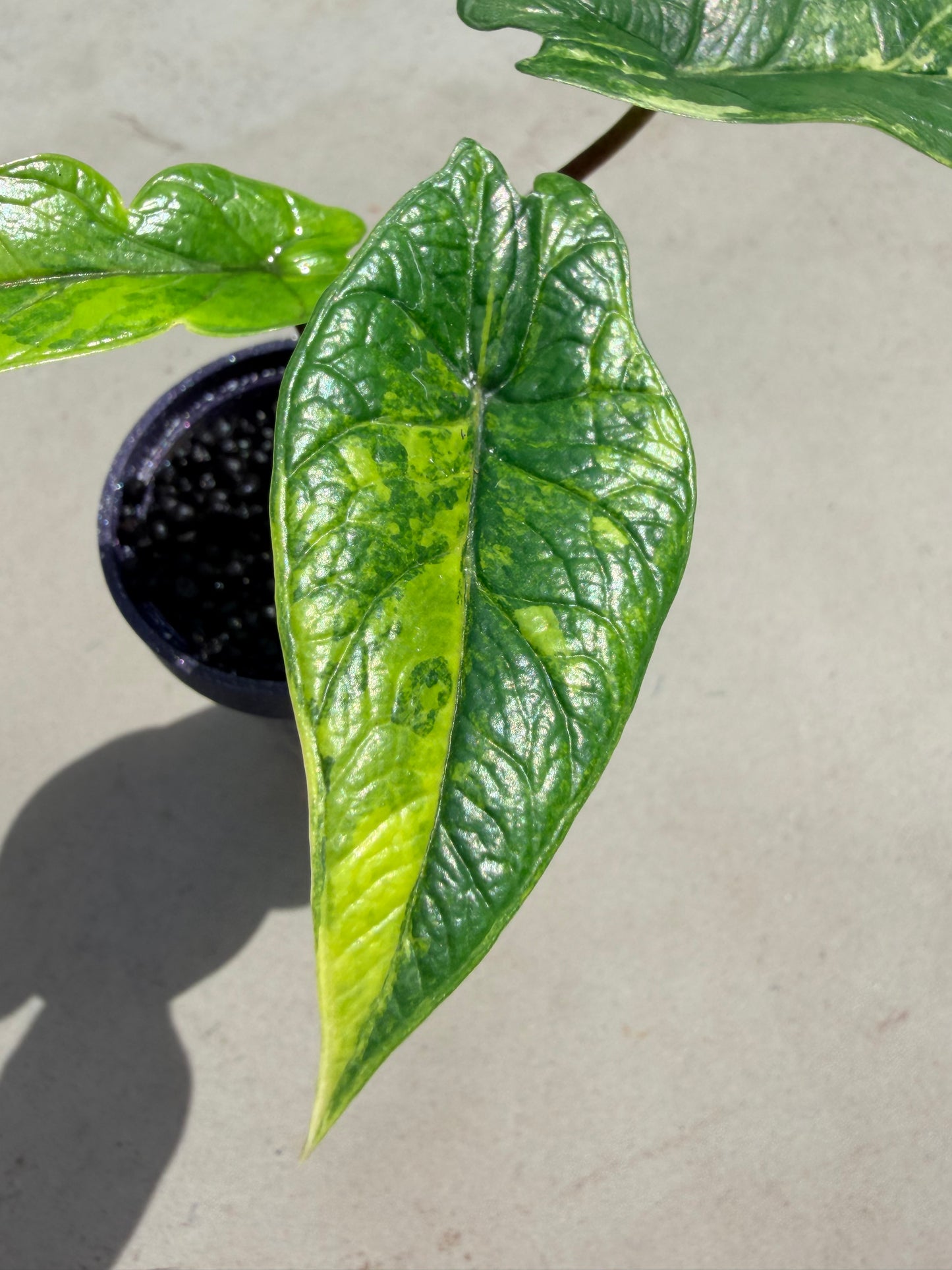 ALOCASIA SCALPRUM AUREA BRIGHT FORM