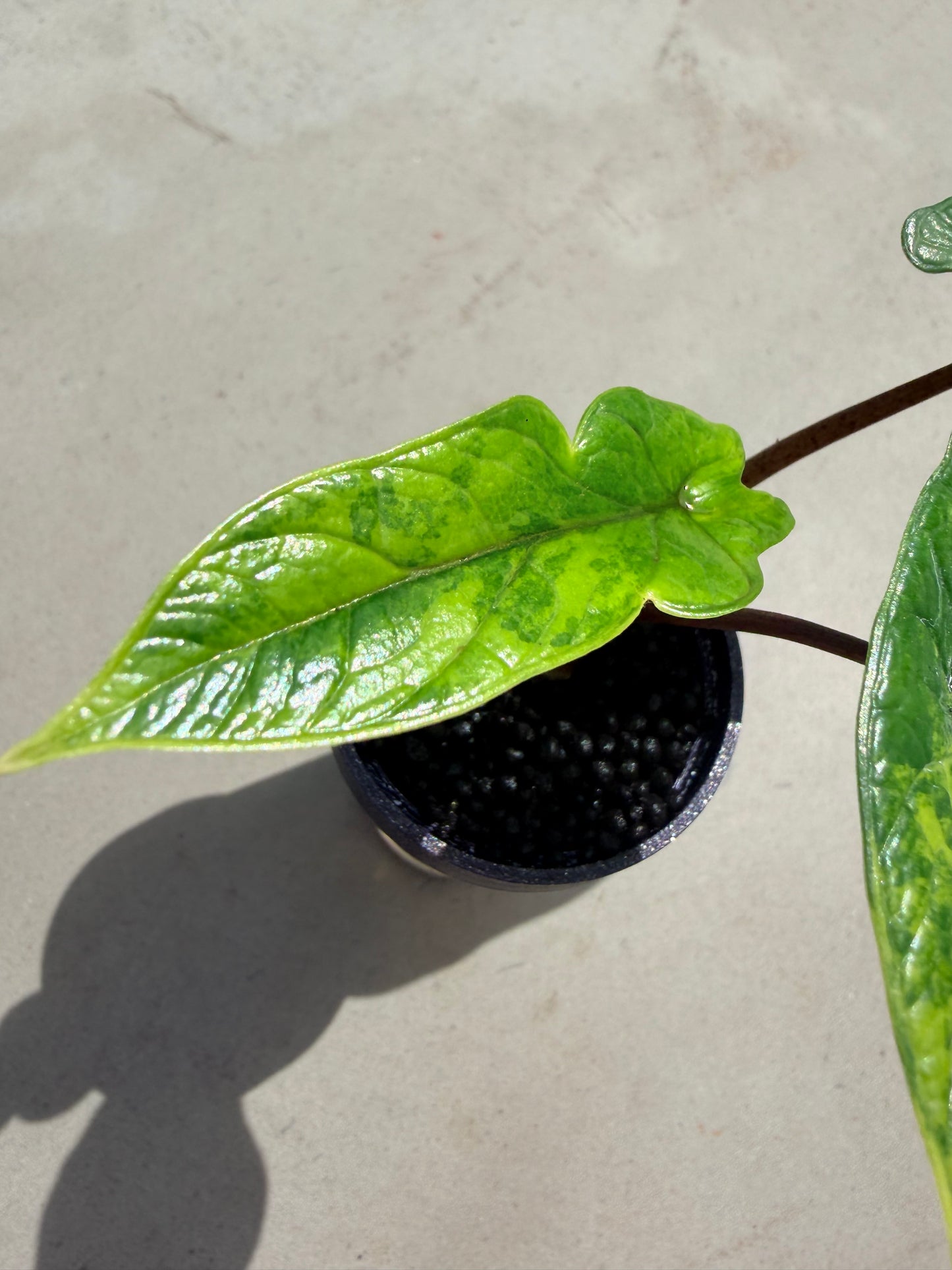 ALOCASIA SCALPRUM AUREA BRIGHT FORM