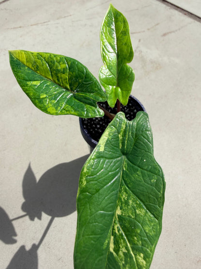 ALOCASIA SCALPRUM AUREA BRIGHT FORM