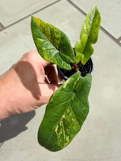 ALOCASIA SCALPRUM AUREA BRIGHT FORM