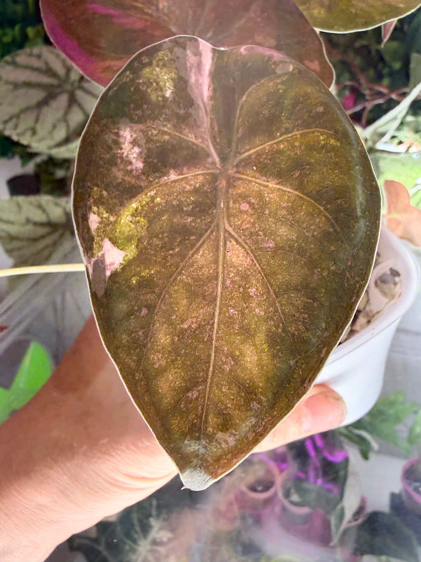 ALOCASIA WENTII PINK SPLASH