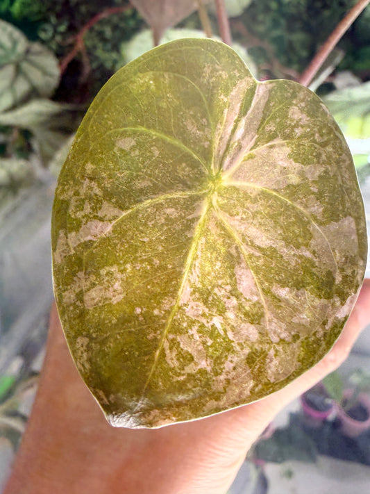 ALOCASIA WENTII PINK SPLASH
