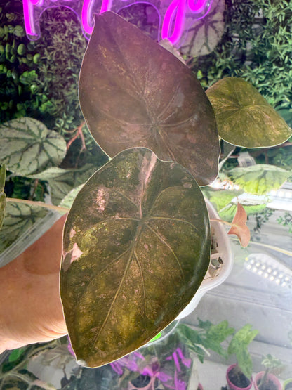 ALOCASIA WENTII PINK SPLASH