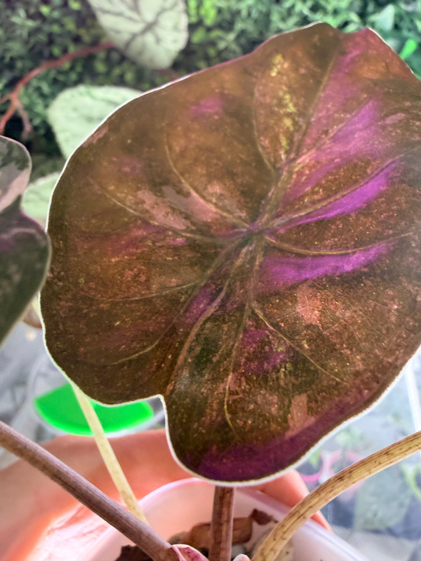 ALOCASIA WENTII PINK SPLASH