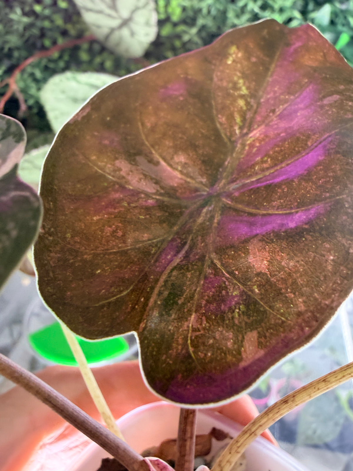 Alocasia wentii Pink Splash, deep reddish-green leaves with bronzed pink undersides