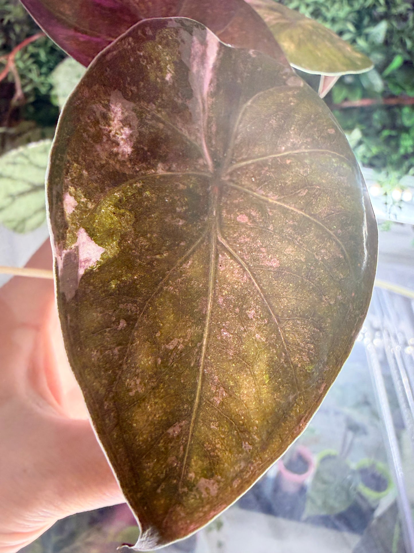 ALOCASIA WENTII PINK SPLASH