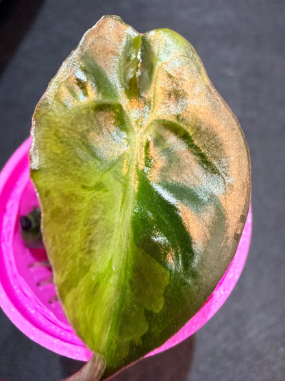 ALOCASIA VENOM AUREA