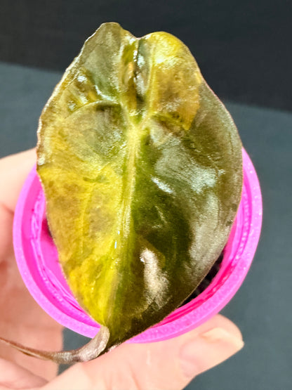 ALOCASIA VENOM AUREA