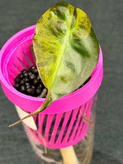 ALOCASIA VENOM AUREA