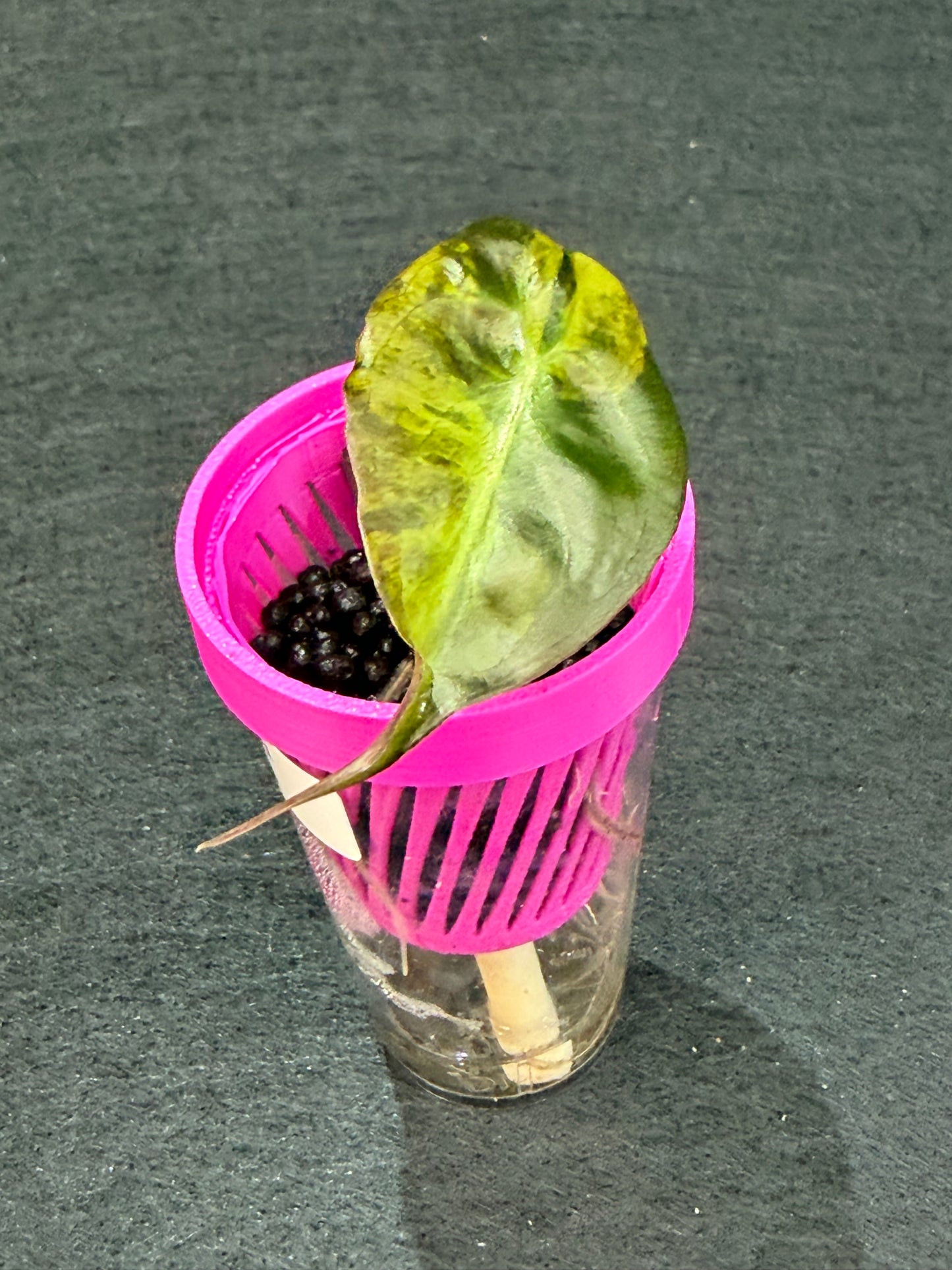 ALOCASIA VENOM AUREA