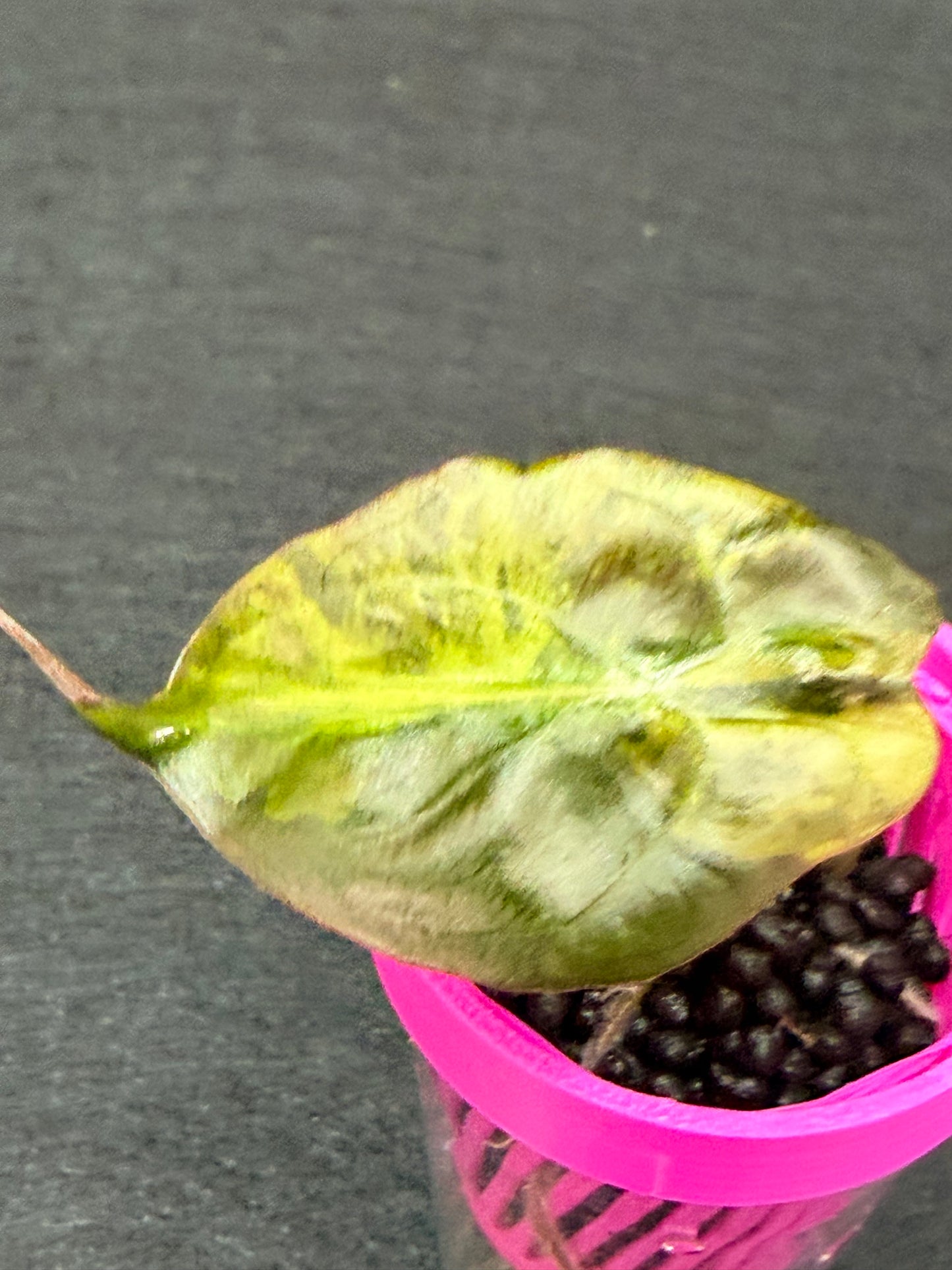 ALOCASIA VENOM AUREA