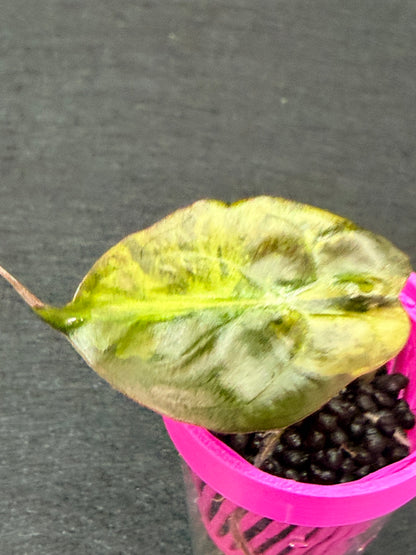 ALOCASIA VENOM AUREA