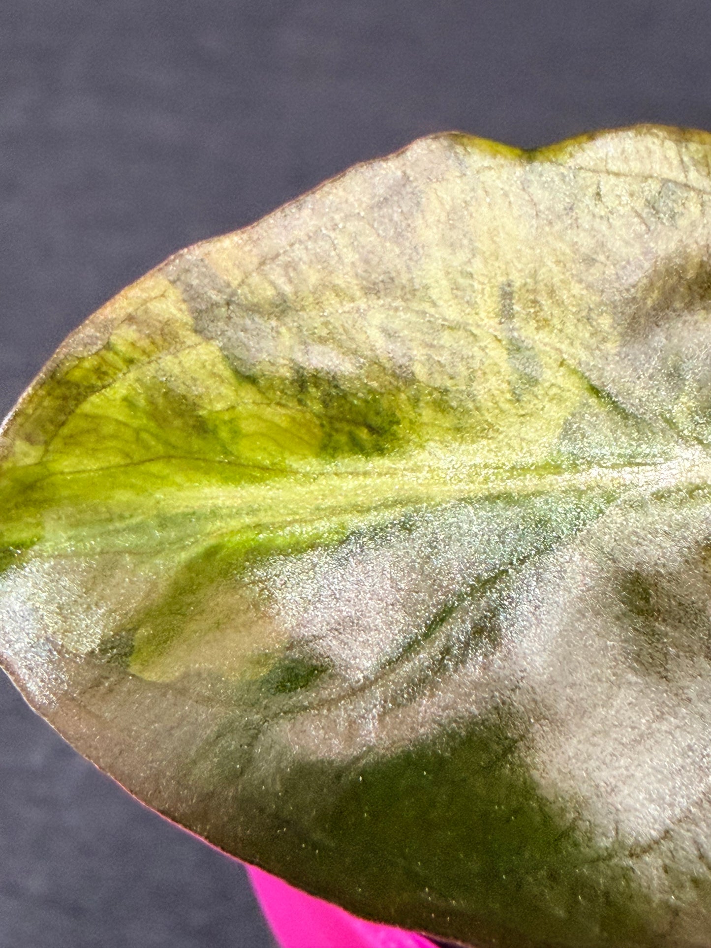 ALOCASIA VENOM AUREA